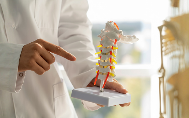 Doctor explaining spinal structure using anatomical spine model in clinic